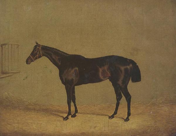 John Frederick Herring The Racehorse 'Mulatto' in A Stall France oil painting art